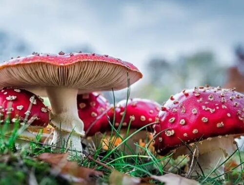 amanita muscaria