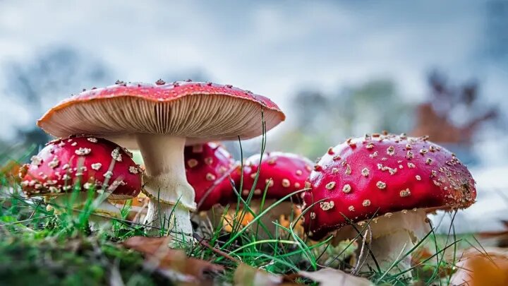 amanita muscaria