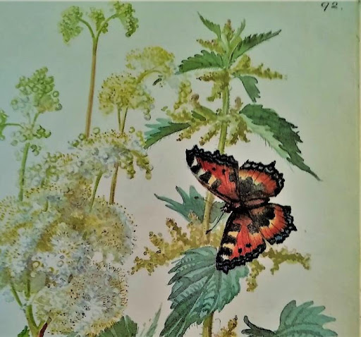 ortica e farfalla