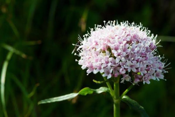 la valeriana